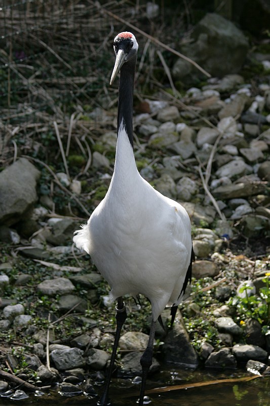 Fotoclubje Blijdorp 2008-119.jpg